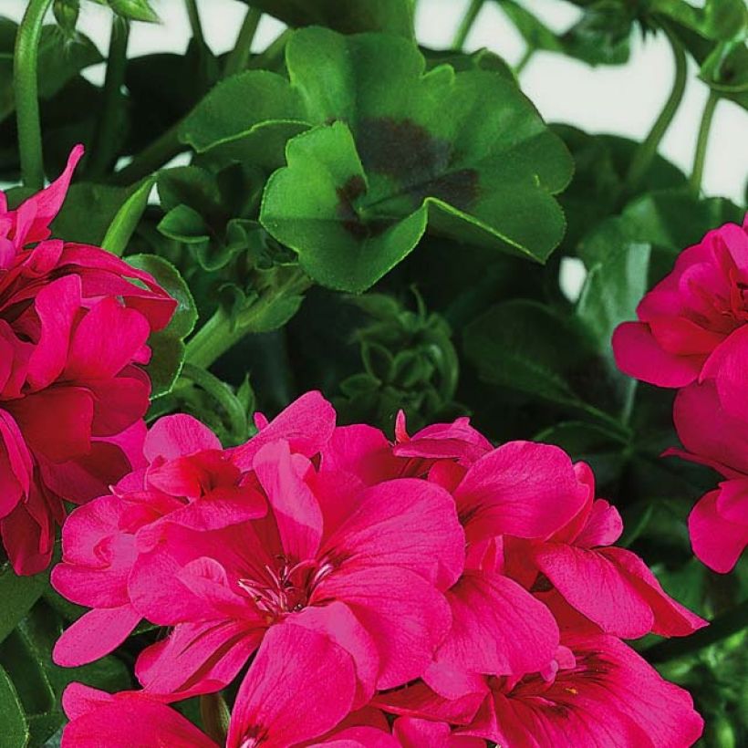 Géranium lierre double BIG 5 Neon Pink - Pelargonium peltatum  (Foliage)