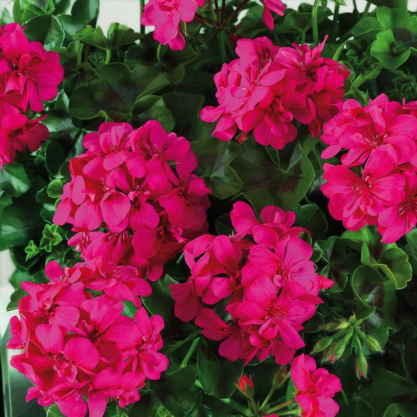 Géranium lierre double BIG 5 Neon Pink - Pelargonium peltatum  (Flowering)