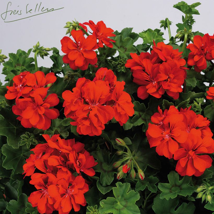 Géranium lierre double BIG 5 Red - Pelargonium peltatum (Flowering)