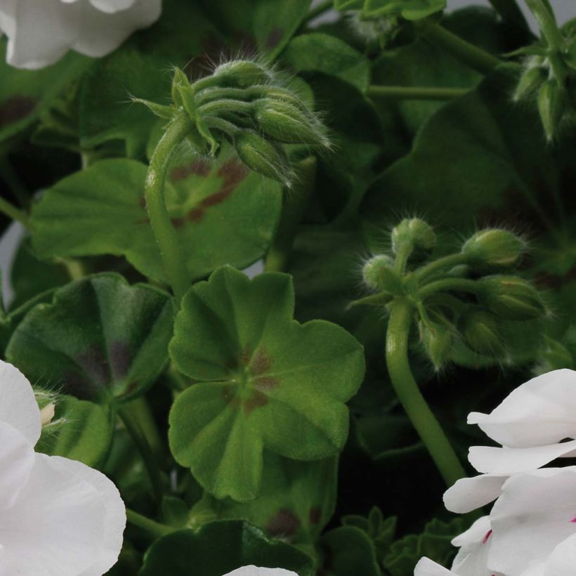 Géranium lierre double BIG 5 White - Pelargonium peltatum (Foliage)