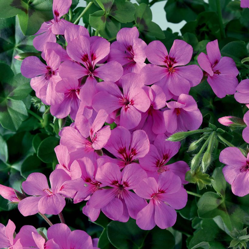 Géranium lierre Rainbow Amethyst - Pelargonium peltatum  (Flowering)