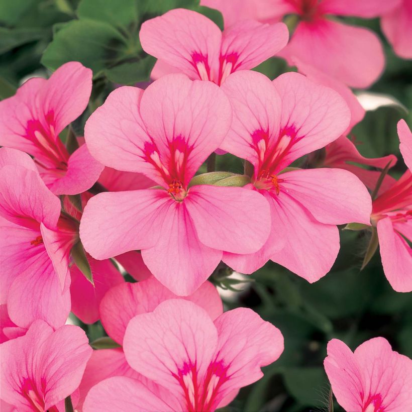 Géranium lierre Rainbow Pink Light - Pelargonium peltatum (Flowering)