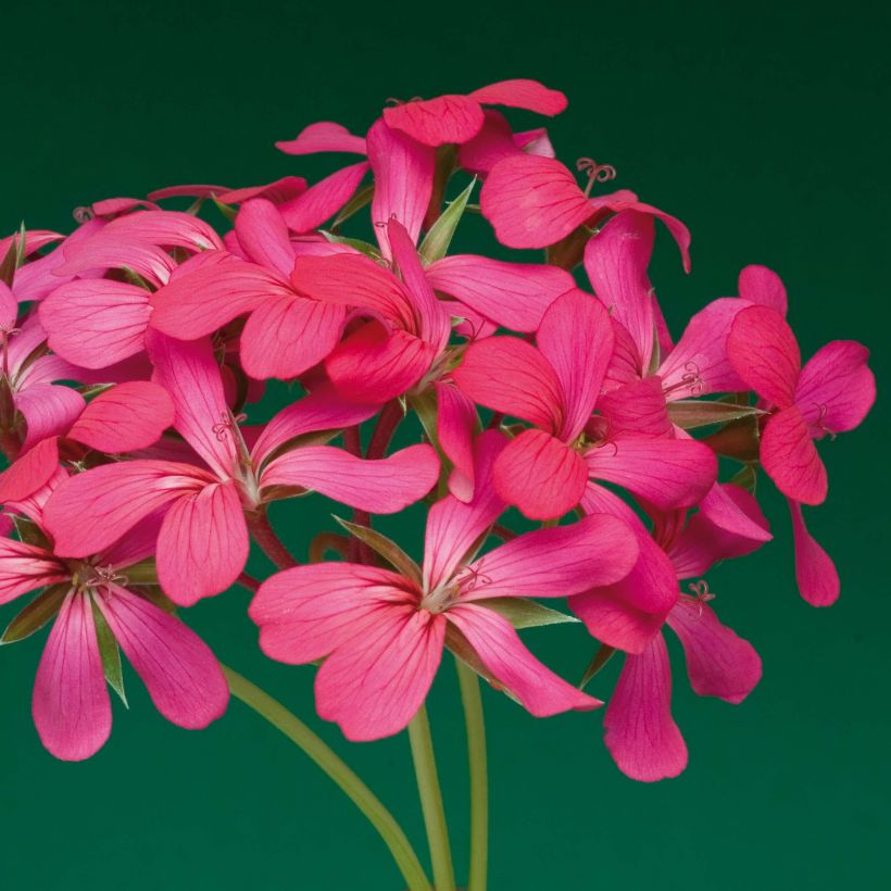 Géranium-lierre Roi des Balcons Noa (Flowering)