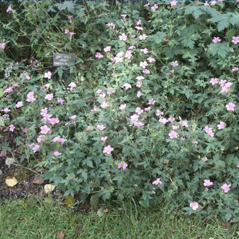 Géranium vivace oxonianum Hollywood (Plant habit)