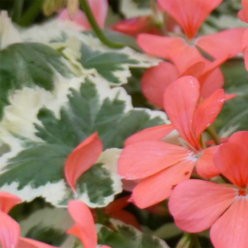 Géranium zonale Franck Headley - Pelargonium fantaisie (Foliage)