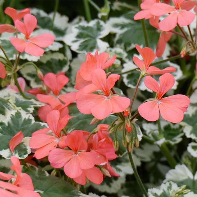 Géranium zonale Franck Headley - Pelargonium fantaisie (Flowering)