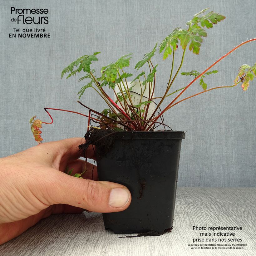 Example of Geranium robertianum - Géranium Herbe à Robert Godet de 8/9 cm as you get in automne
