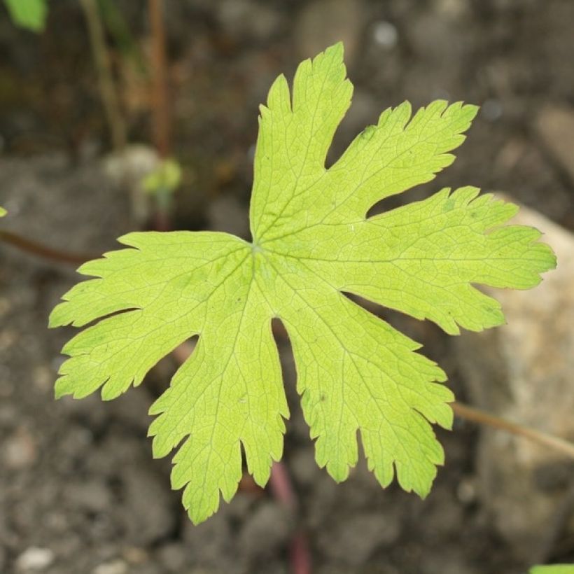 Géranium vivace Ann Folkard (Foliage)