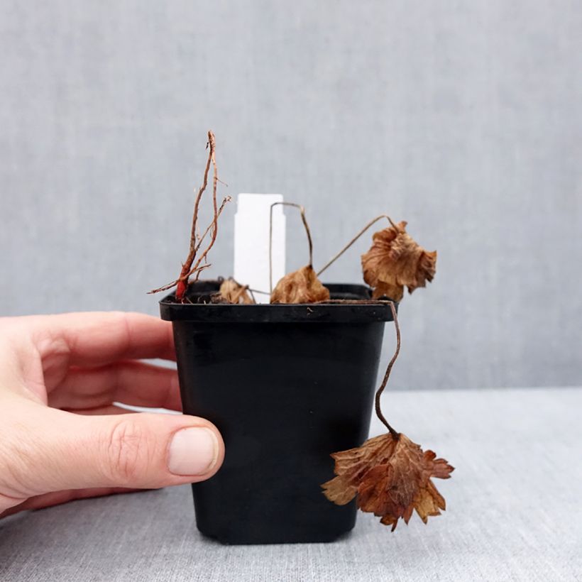 Example of Géranium vivace Anne's Family Carol Anne Godet de 8/9 cm as you get in hiver