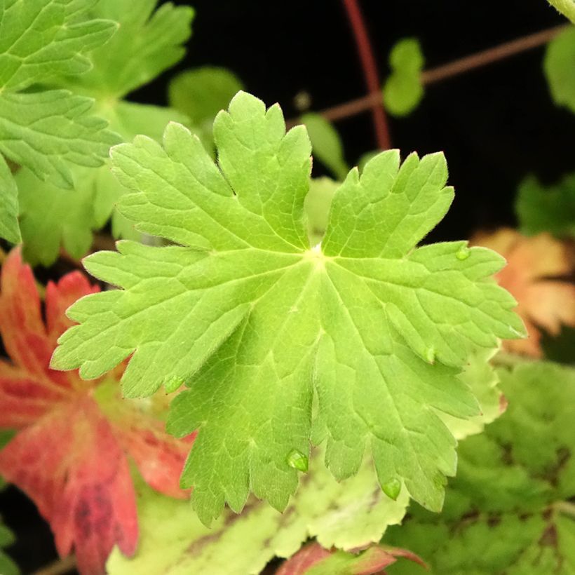 Géranium vivace Anne Thomson (Foliage)