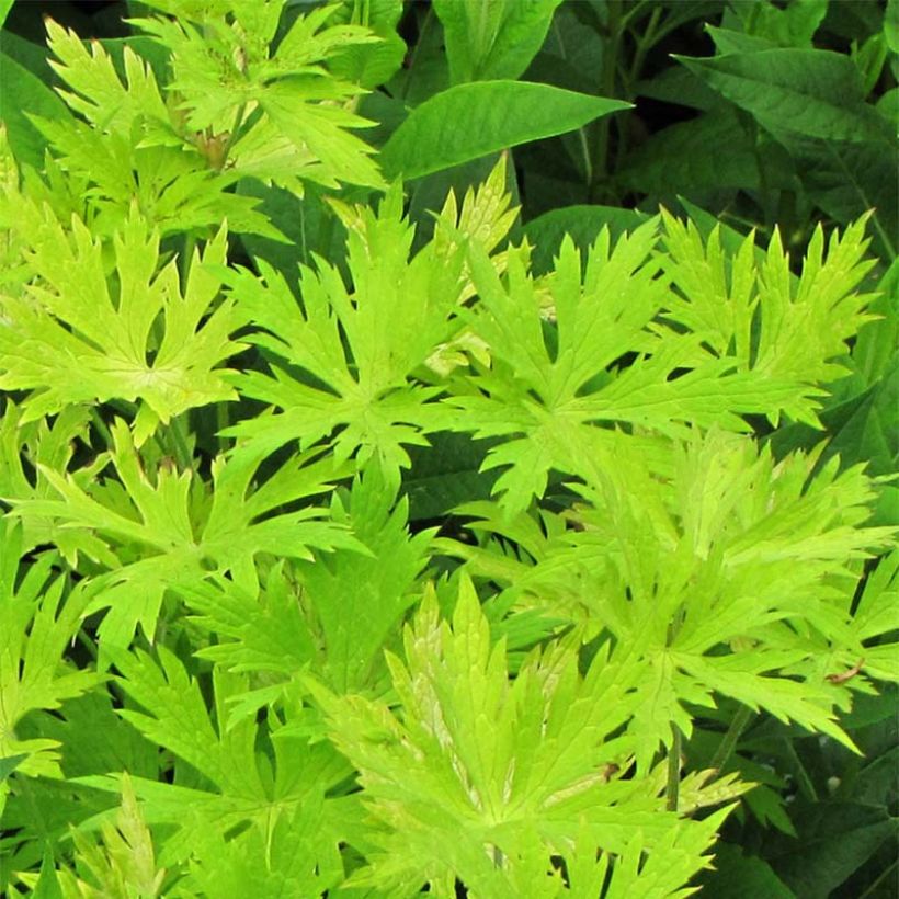 Géranium vivace Blue Sunrise (Plant habit)