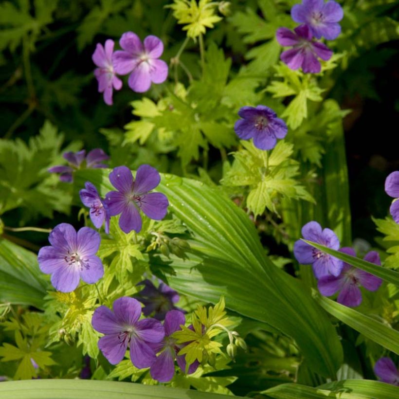 Géranium vivace Blue Sunrise (Flowering)