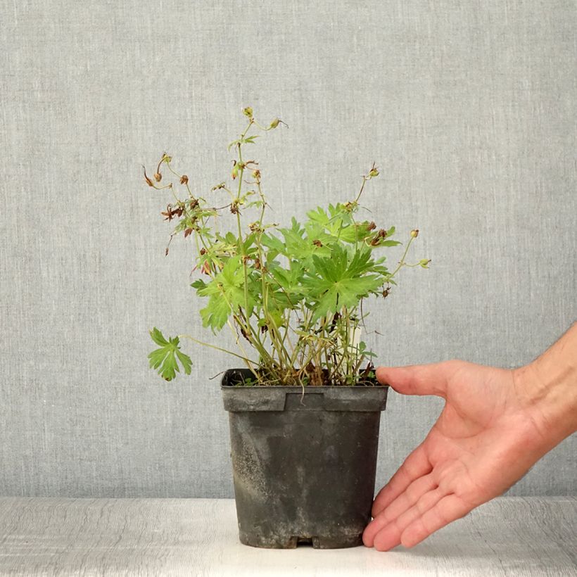 Example of Géranium vivace Blue Sunrise Pot de 2L/3L as you get in ete