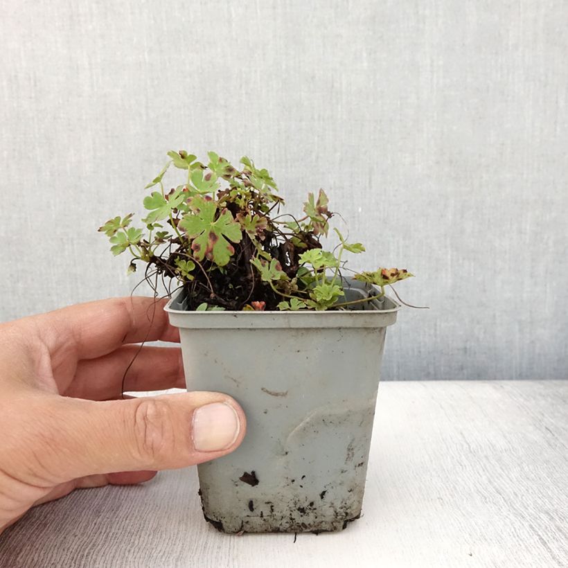Example of Géranium vivace cantabrigiense Cambridge Godet de 8/9 cm as you get in ete