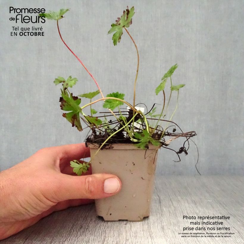 Example of Géranium vivace cantabrigiense Intense Godet de 8/9 cm as you get in automne