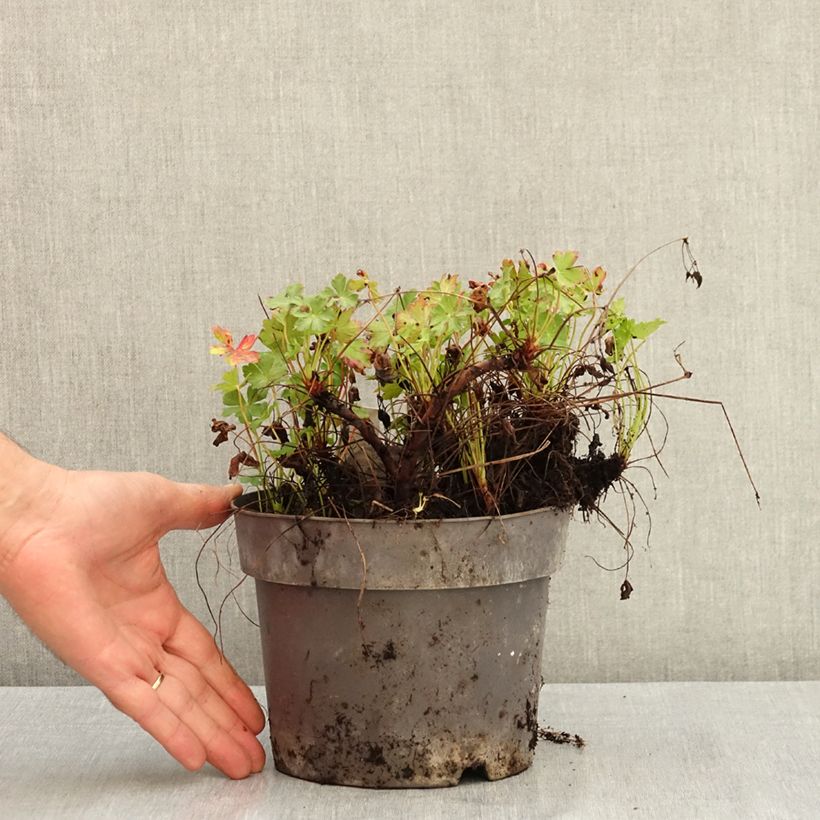 Example of Géranium vivace cantabrigiense Karmina Pot de 2L/3L as you get in ete