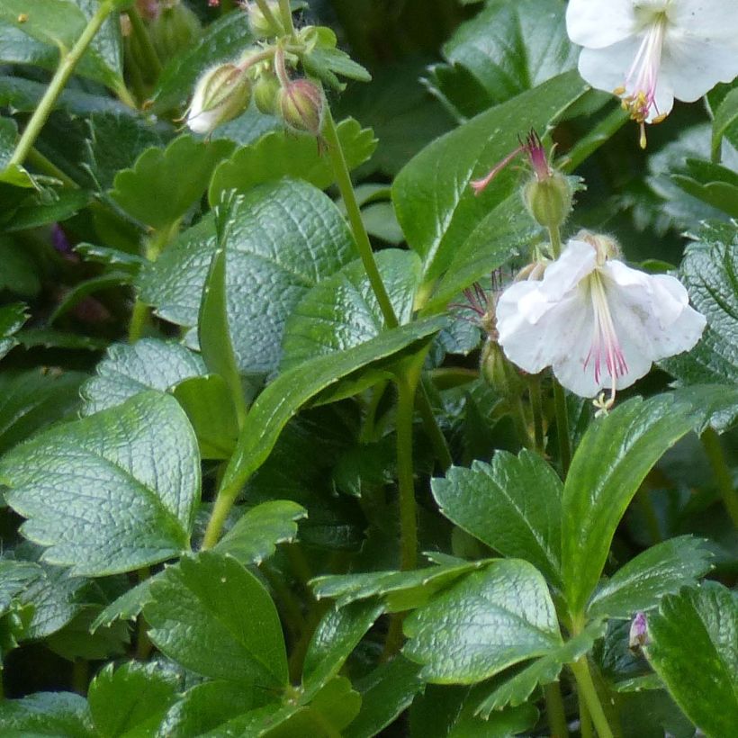 Géranium vivace cantabrigiense St Ola (Foliage)