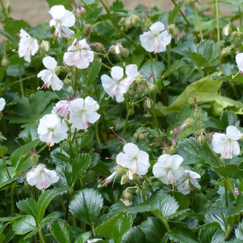 Géranium vivace cantabrigiense St Ola (Flowering)