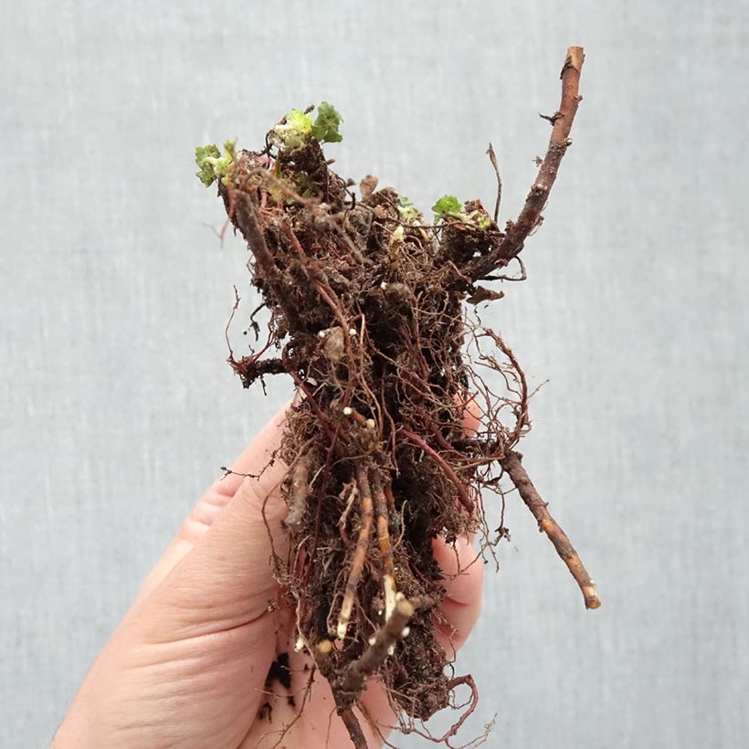 Example of Géranium vivace cantabrigiense St Ola Petites Racines nues as you get in hiver