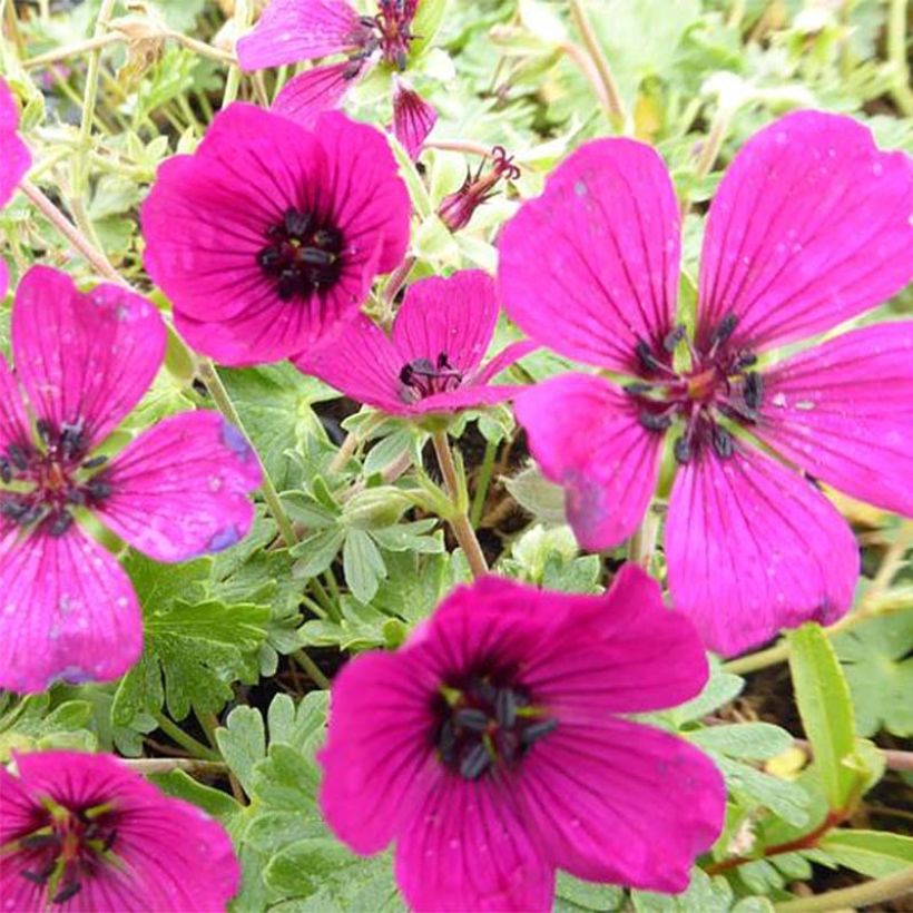 Géranium vivace cinereum Jolly Jewel Red Improved  (Flowering)