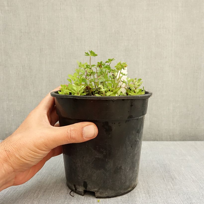 Example of Géranium vivace cinereum v. subcaulescens Giuseppii Pot de 2L/3L as you get in ete