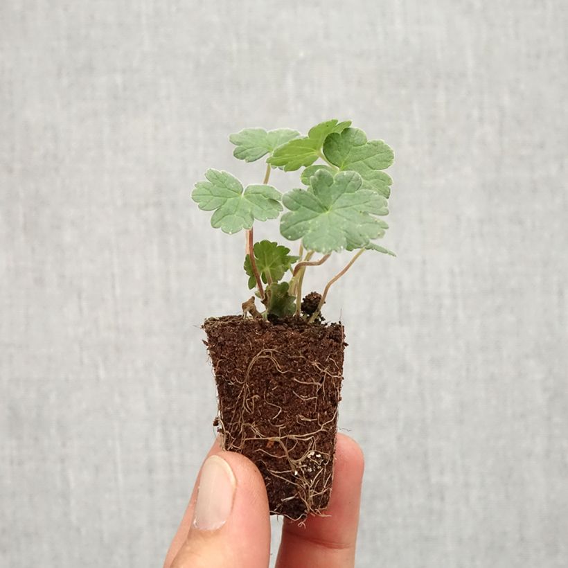 Example of Geranium vivace Coombland White Mini-motte Ø 3/4 cm as you get in automne