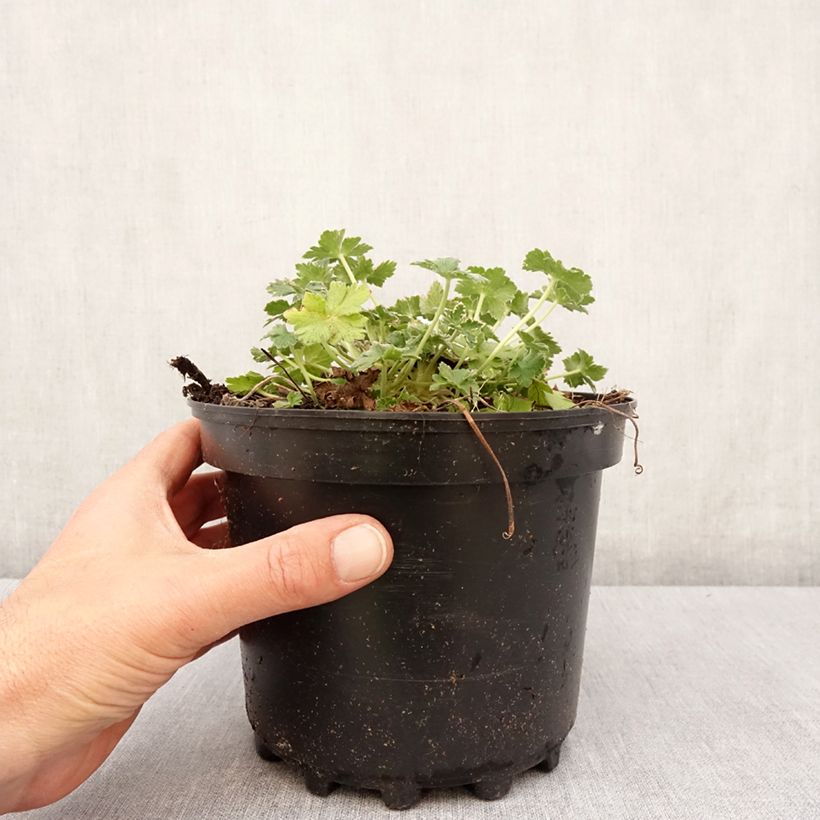 Example of Géranium vivace Dreamland Pot de 2L/3L as you get in printemps
