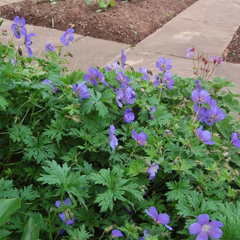 Geranium vivace himalayense Gravetye - Géranium de l'hymalaya (Flowering)