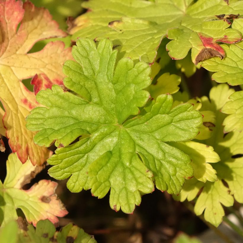 Geranium vivace himalayense Gravetye - Géranium de l'hymalaya (Foliage)