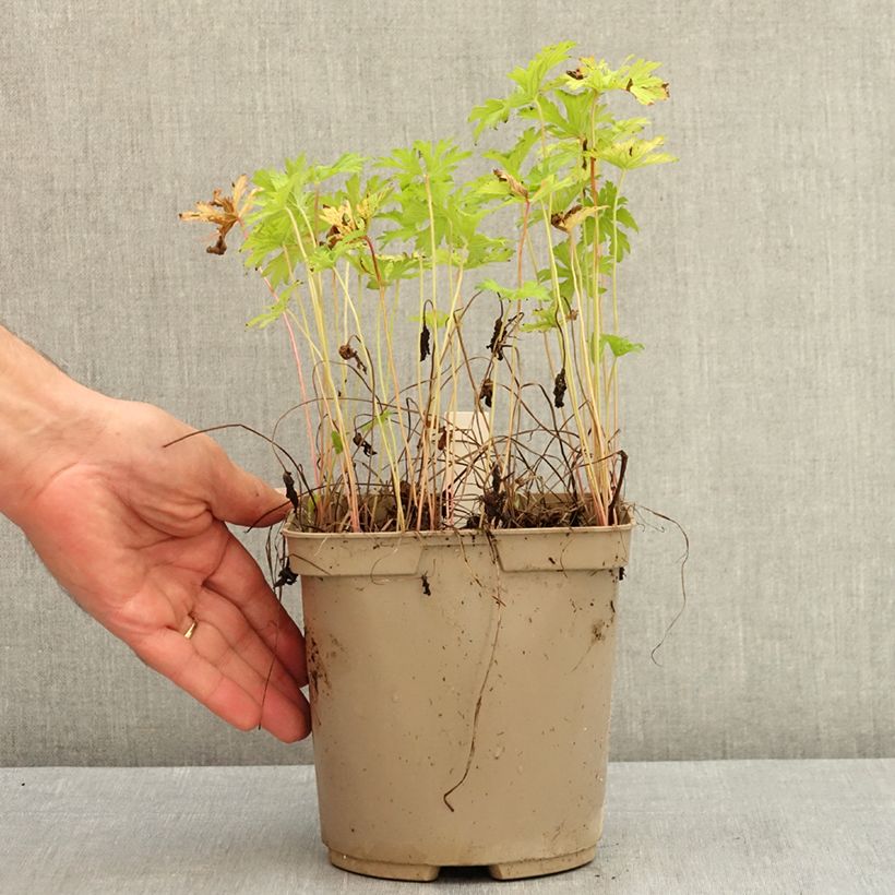 Example of Geranium vivace himalayense Gravetye - Géranium de l'hymalaya Pot de 2L/3L as you get in ete