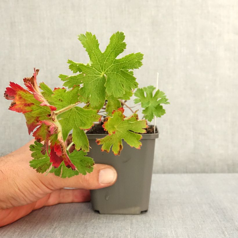 Example of Géranium vivace ibericum Vital -  Geranium vivace d'Ibérie Godet de 8/9 cm as you get in ete