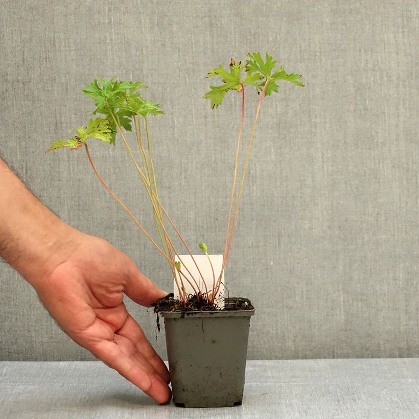 Example of Geranium vivace Johnson's blue Godet de 8/9 cm as you get in ete