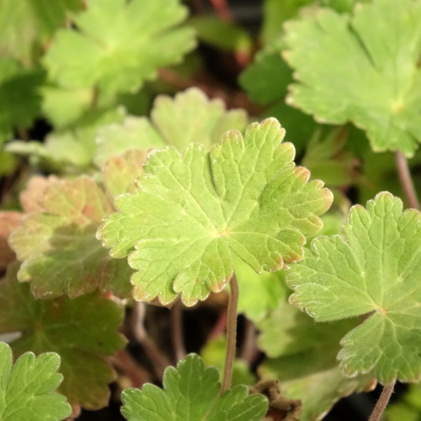 Géranium vivace Joy (Foliage)