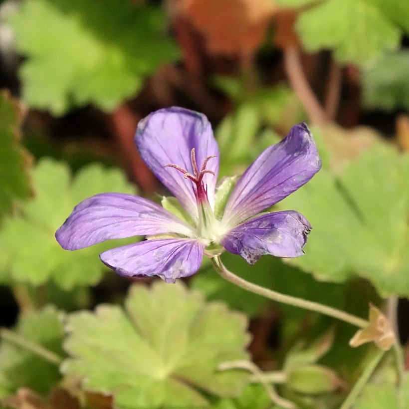 Géranium vivace Joy (Flowering)