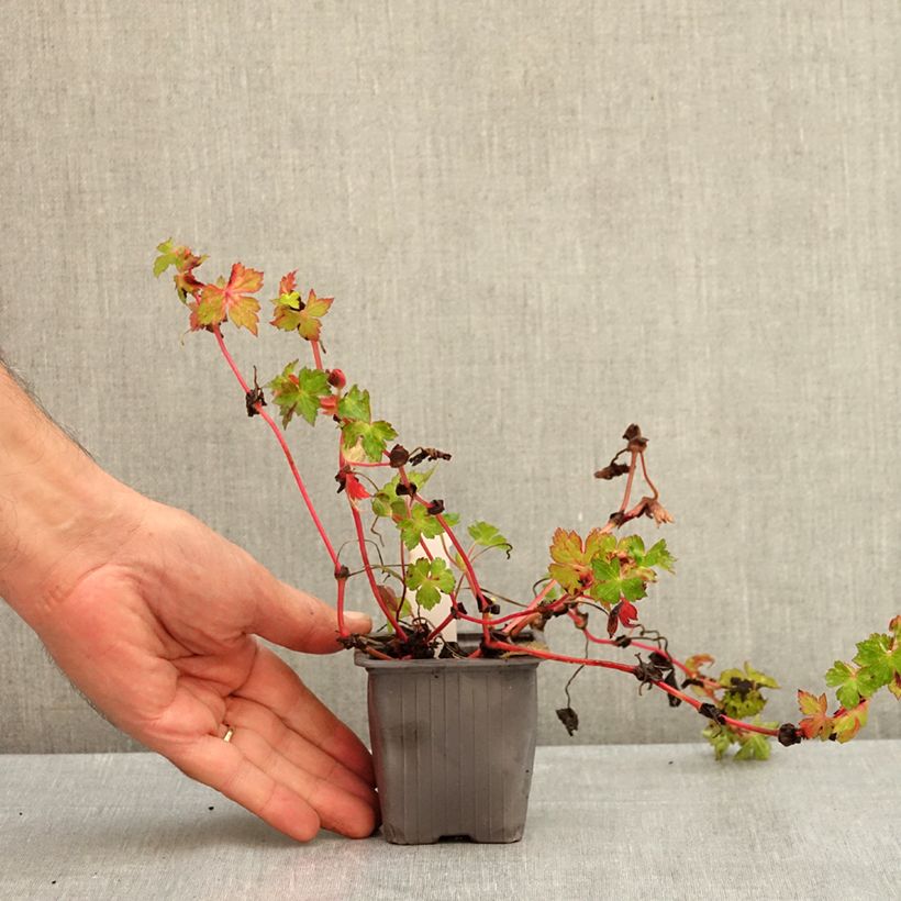 Example of Géranium vivace Kelly-Anne Godet de 8/9 cm as you get in ete