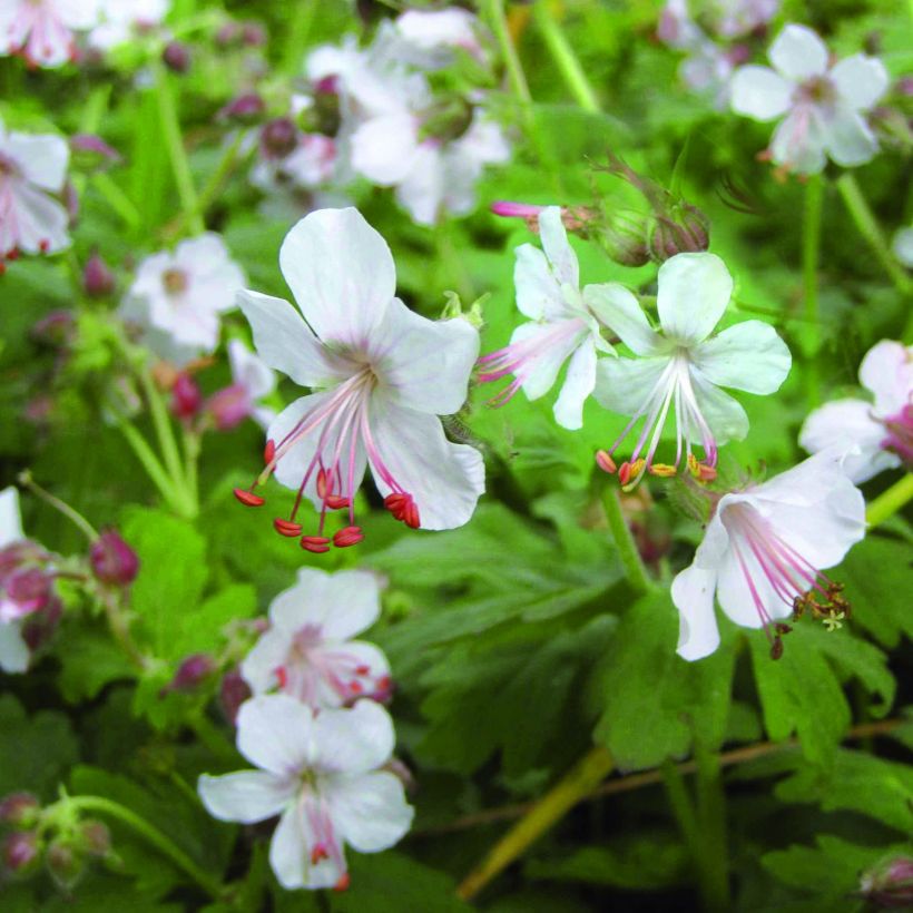 Géranium vivace macrorrhizum Spessart (Flowering)