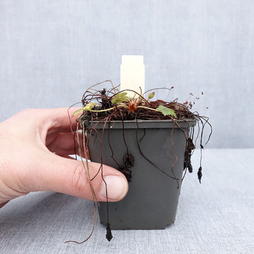 Example of Géranium vivace oxonianum Walter s Gift Godet de 8/9 cm as you get in hiver