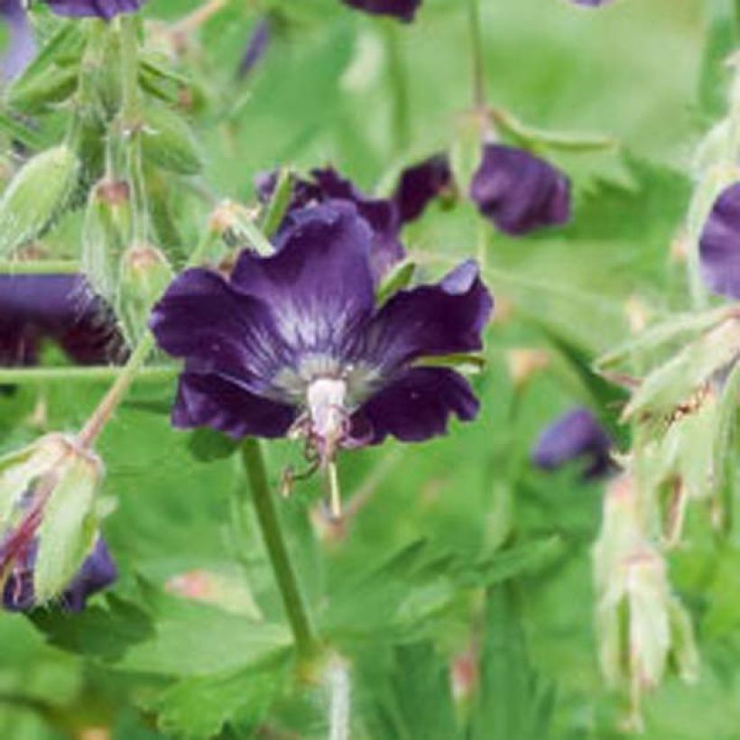Géranium vivace phaeum Lily Lovell (Flowering)