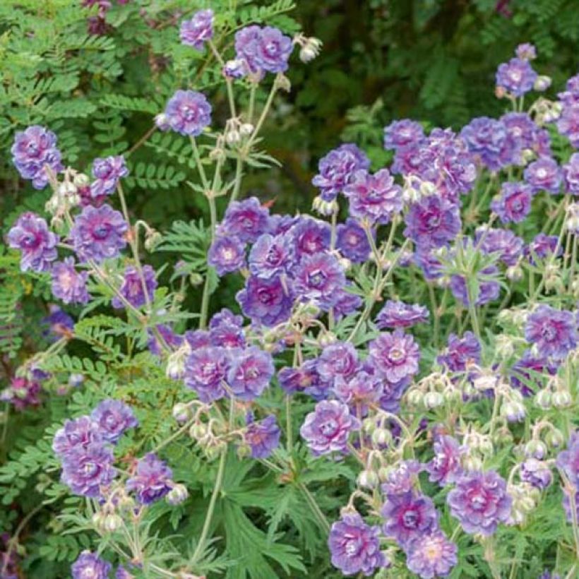Géranium vivace pratense Plenum Violaceum - Géranium des prés (Plant habit)