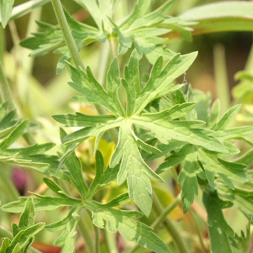 Géranium vivace pratense Algera Double - Géranium des prés (Foliage)