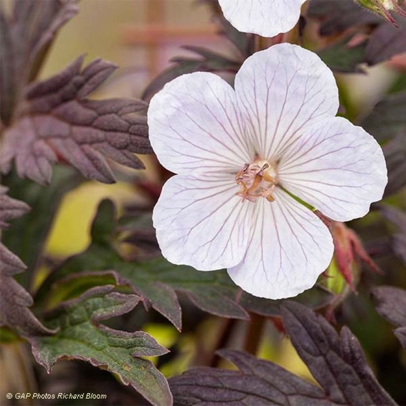 Geranium vivace pratense Black'n White Army (Foliage)