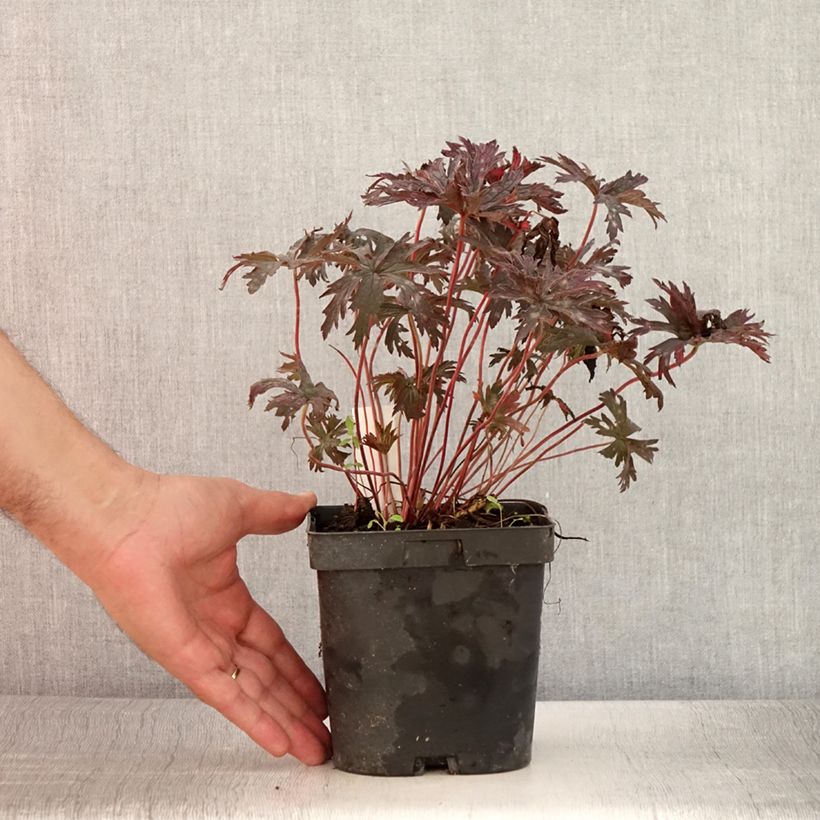 Example of Géranium vivace pratense Hocus Pocus Pot de 2L/3L as you get in ete