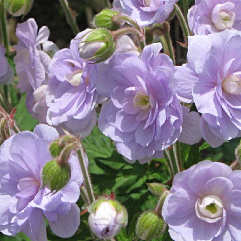 Géranium vivace pratense Summer Skies - Géranium des prés (Flowering)