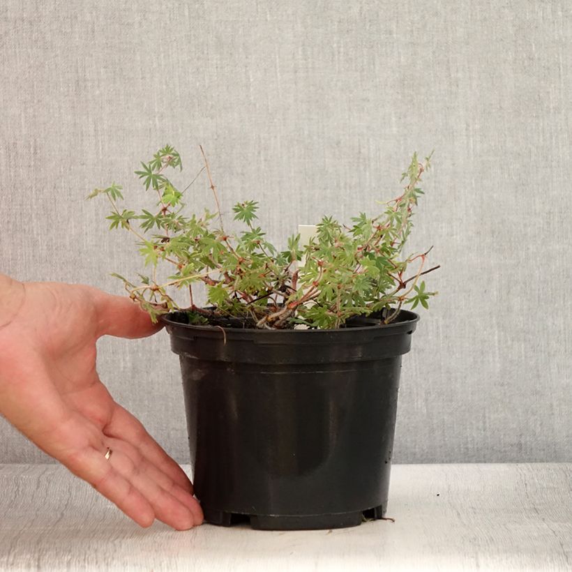 Example of Géranium vivace sanguin Ankum's Pride - Géranium sanguineum Pot de 2L/3L as you get in ete