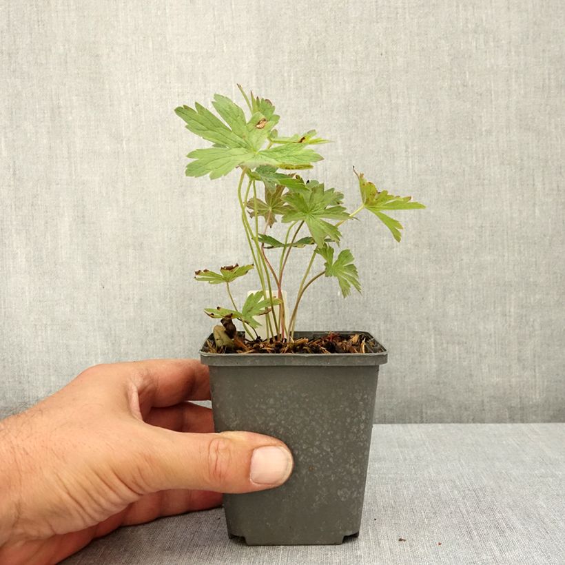 Example of Geranium vivace sylvaticum Ice Blue Godet de 8/9 cm as you get in ete