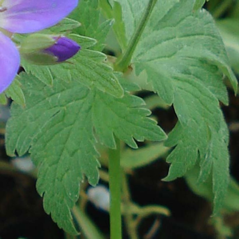 Géranium vivace sylvaticum May Flower (Foliage)