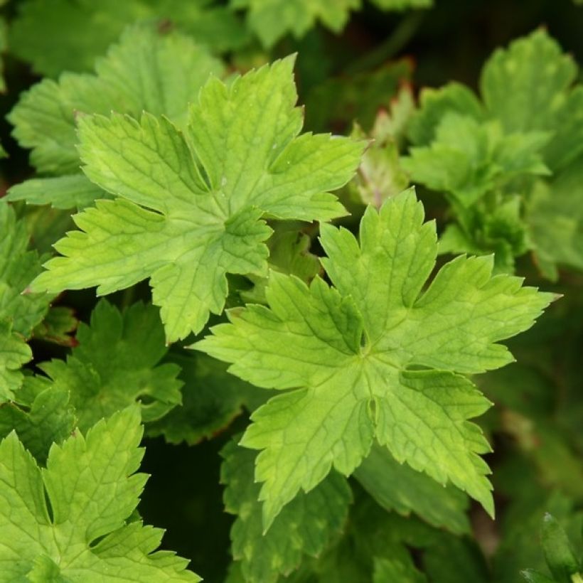 Géranium vivace wallichianum Buxton s Variety (Foliage)