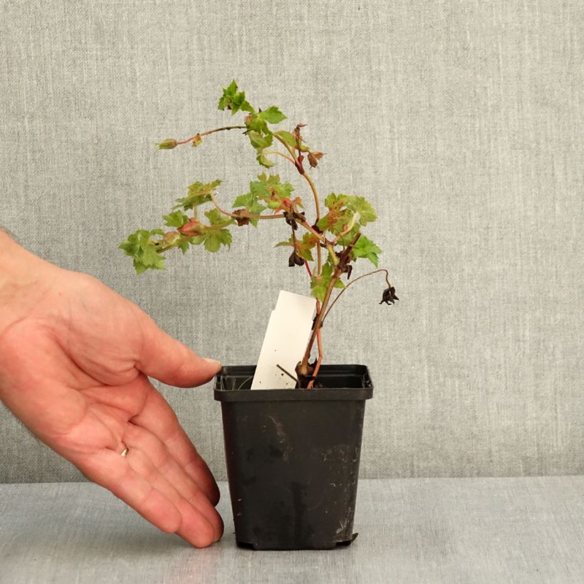 Example of Geranium vivace wallichianum Havana Blues Godet de 8/9 cm as you get in ete