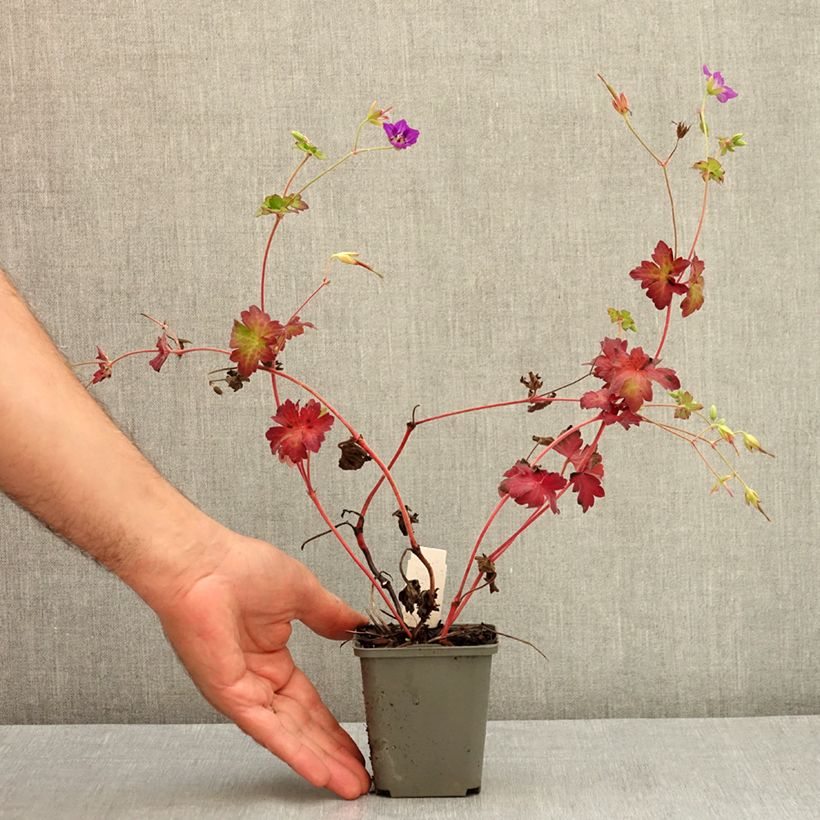 Example of Géranium vivace wlassovianum Godet de 8/9 cm as you get in ete