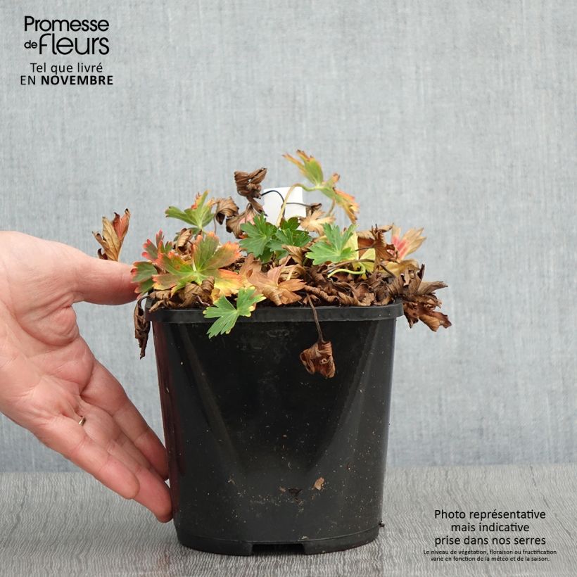 Example of Geranium vivace yoshinoi Confetti Pot de 1,5L/2L as you get in automne